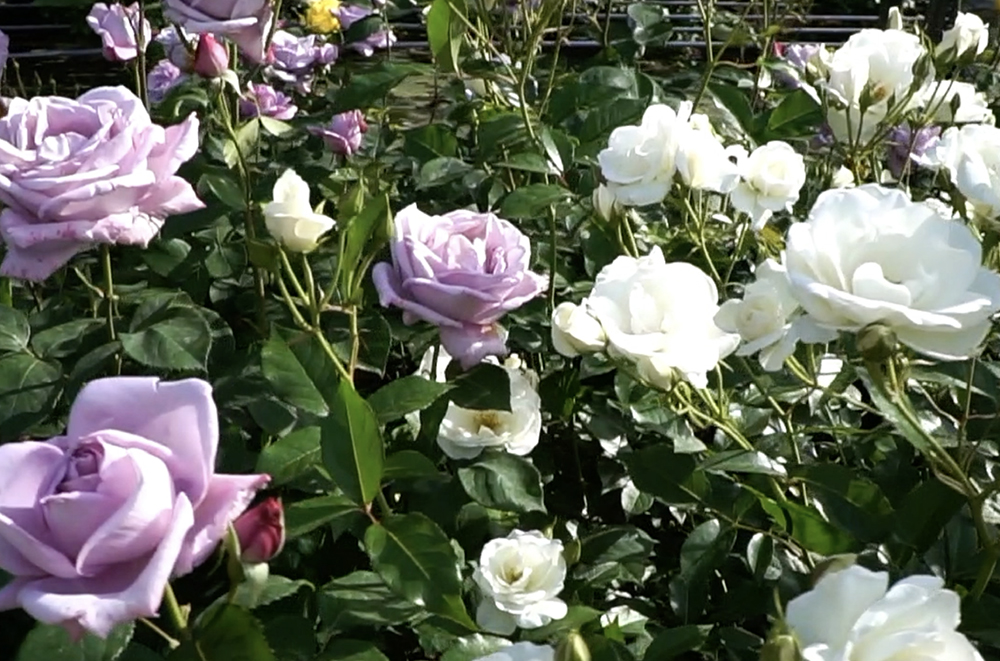 ばら公園いこいの広場