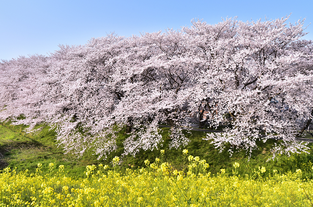 輪中堤の桜