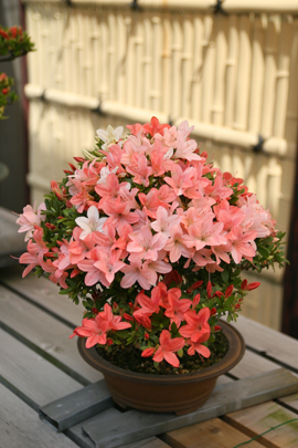 市の花「サツキ」