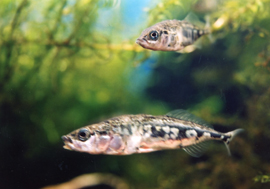 市の魚「ハリヨ」