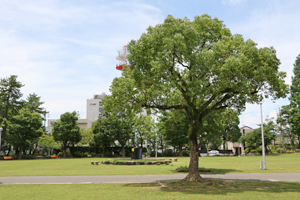 大垣公園のクスノキ