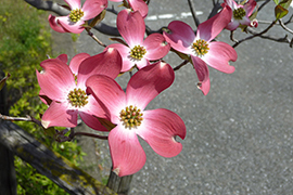市の花木「ハナミズキ」
