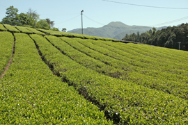 お茶