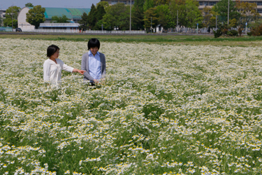 カミツレの写真