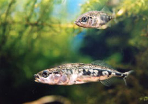 冷たいきれいな水にすむ「ハリヨ」は「市の魚」